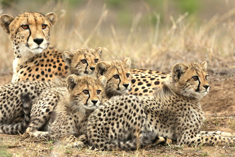 Cheetah resting in long grass in South Africa