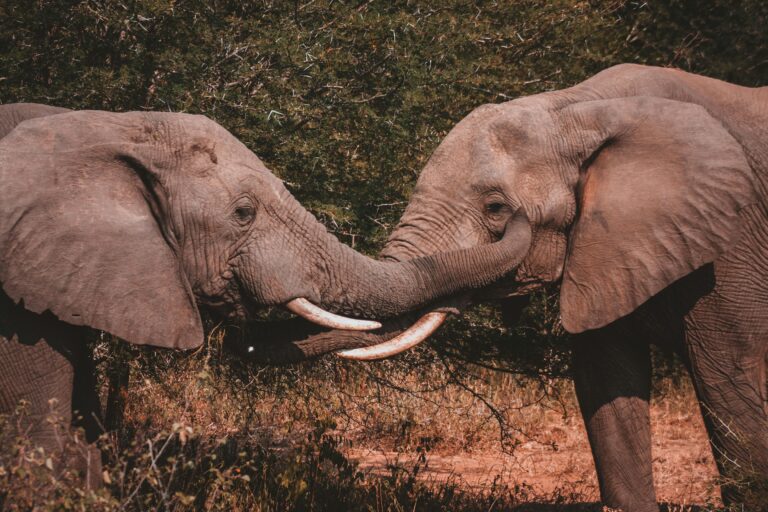 Two elephants at close range in the South African bush