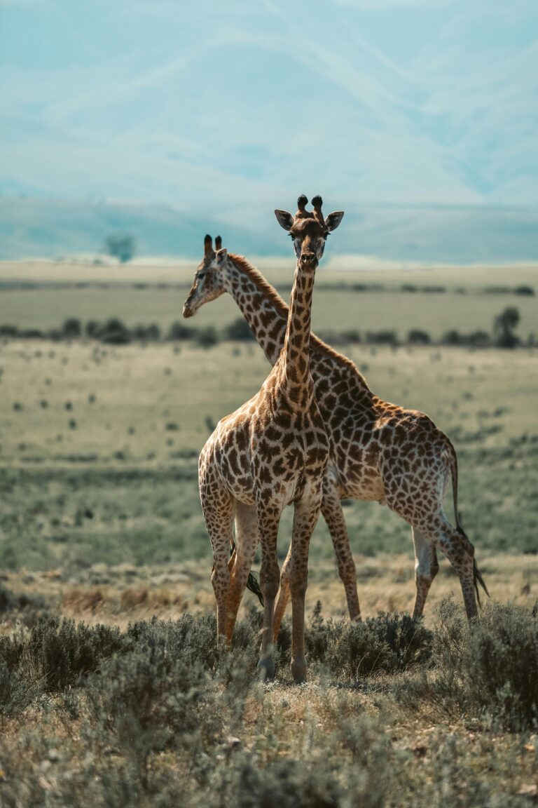Two giraffes on open plains in South Africa